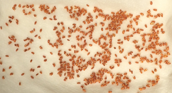 Cress seeds on kitchen towel
