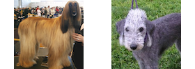 An Afghan Hound and a Bedlington Terrier