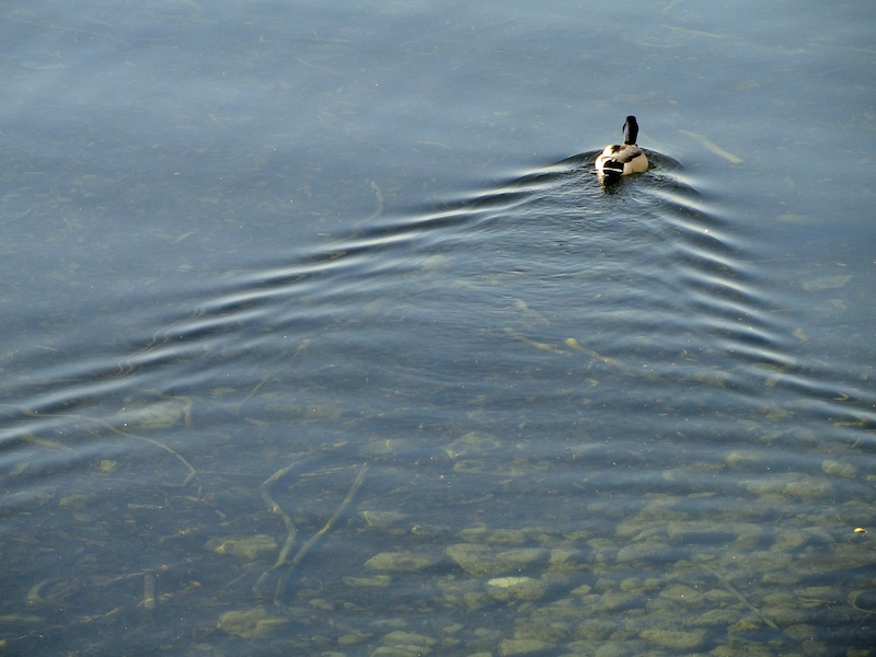 A duck and its wake